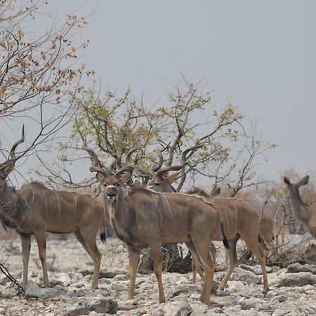 Okutala Etosha Lodge Outjo Kültér fotó