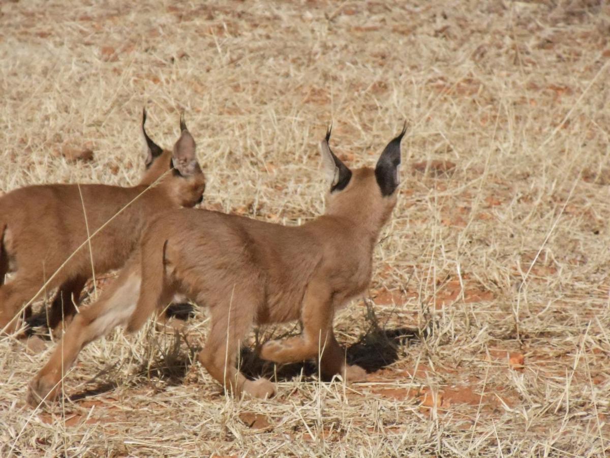 Okutala Etosha Lodge Outjo Kültér fotó